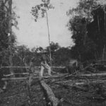 Activité – Comment la Guyane a participé activement à l’essor de l’ère industrielle ? L&rsquo;exemple de l&rsquo;exploitation du balata