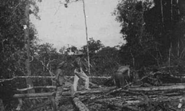 Activité – Comment la Guyane a participé activement à l’essor de l’ère industrielle ? L&rsquo;exemple de l&rsquo;exploitation du balata